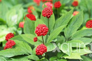 Ginseng rojo coreano: 7 claves para entender sus beneficios y cómo incluirlo en la rutina