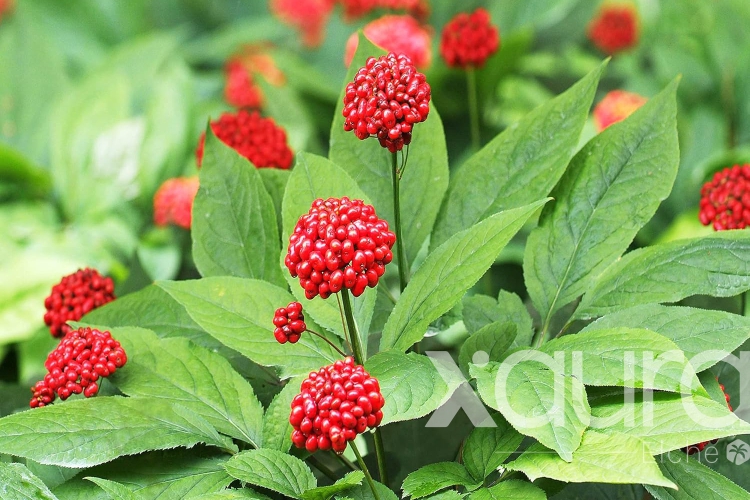 Ginseng rojo coreano: 7 claves para entender sus beneficios y cómo incluirlo en la rutina